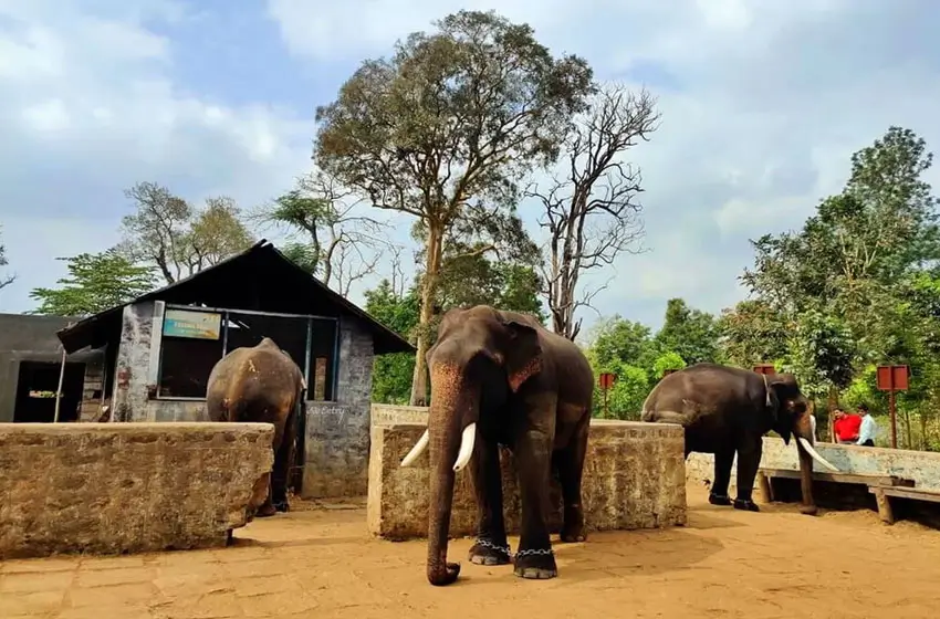 dubare elephant camp elephants and enclosure