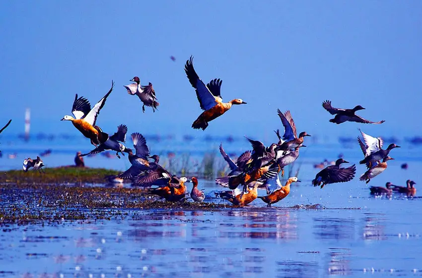 Kumarakom bird sanctuary migratory birds in flight