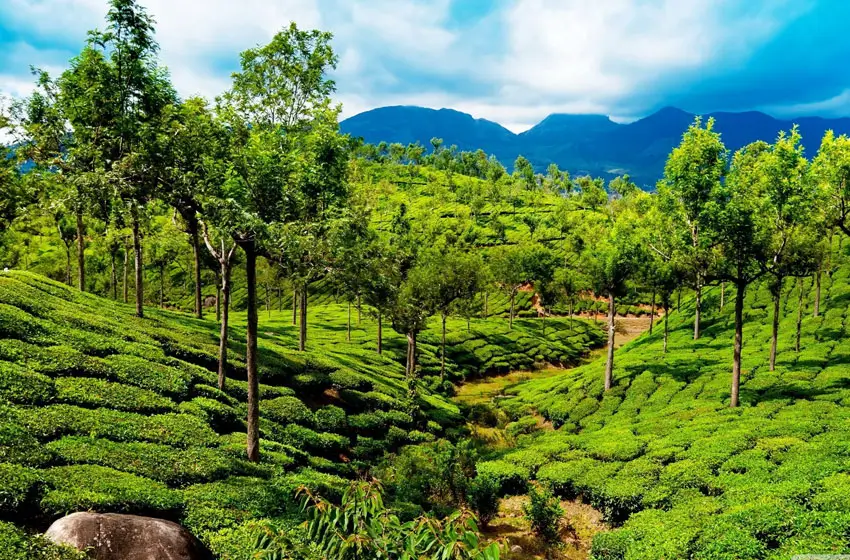 Murikkady and Coffee hills lush green plantations