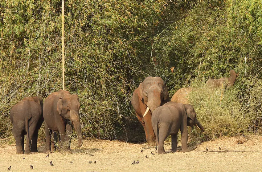 nagarhole national park herd of wild elephants
