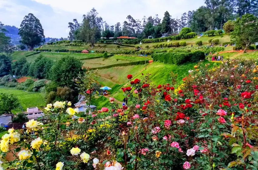 ooty rose garden terraced flowers and slopes