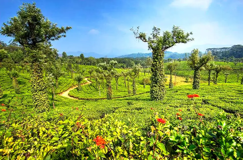 coorg coffee plantations and misty hills