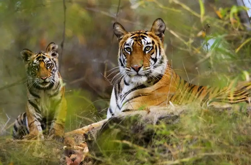 nagarhole kabini wild tiger resting in greenery