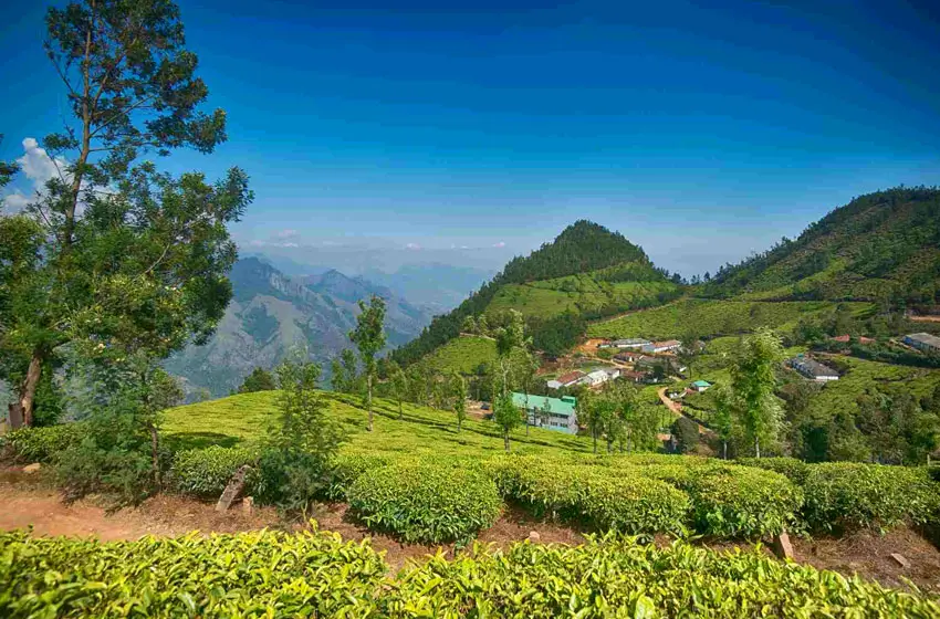 Rustic tea estate huts under rolling green hills