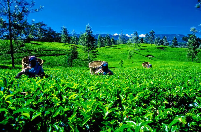 Tea estate workers plucking leaves in green fields