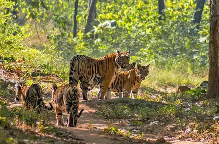 tholpetty wildlife sanctuary wayanad tigers safari