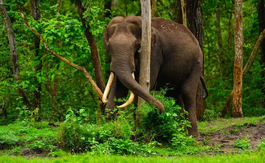 wayanad-wildlife-sanctuary-elephant-herd-forest.webp