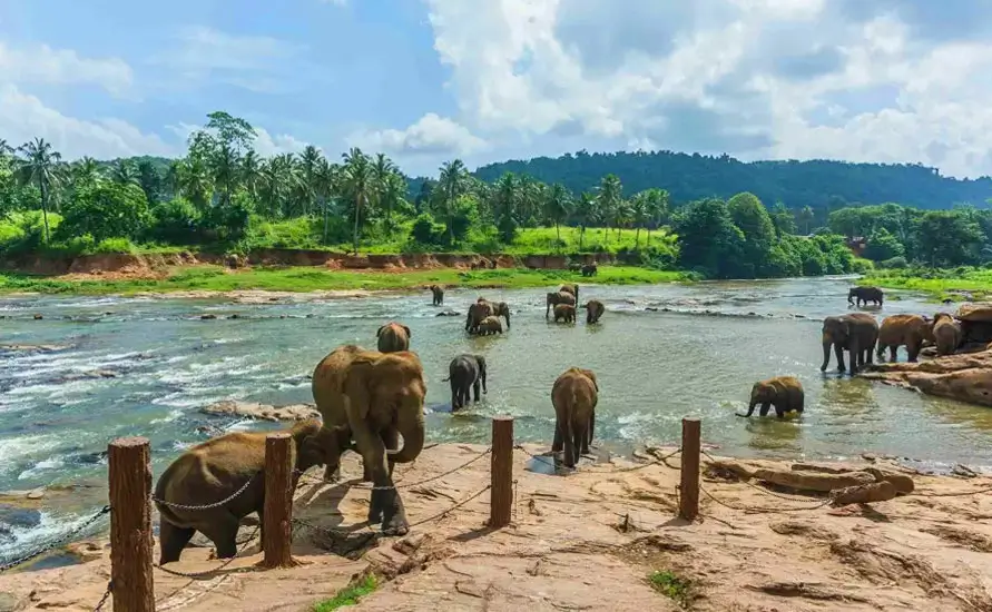 Southern India Wildlife Tour