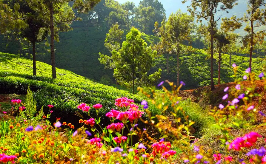 Honeymoon Tour in Kerala