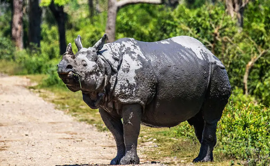 Southern India Wildlife Tour