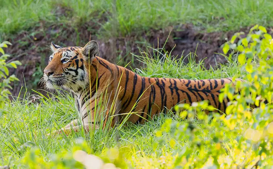 South India Wildlife Safari