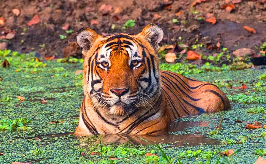 Southern India Wildlife Tour